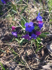 Pulmonaria mollis