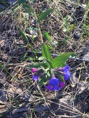 Pulmonaria mollis
