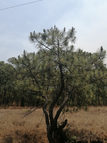 Image of Pinus oocarpa by (c) Erick Vélez Sánchez, some rights reserved (CC BY)