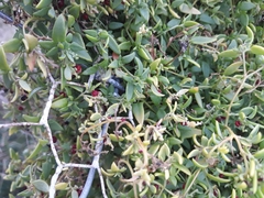 Chenopodium nutans nutans