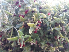 Chenopodium nutans nutans