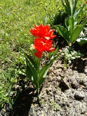 Tulipa