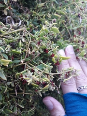 Chenopodium nutans nutans