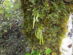 Notogrammitis angustifolia