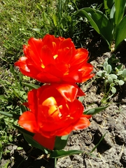 Tulipa