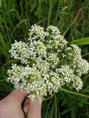 Lepidium draba
