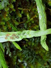 Notogrammitis angustifolia