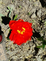 Tulipa