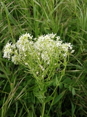Lepidium draba