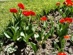Tulipa