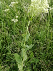 Lepidium draba