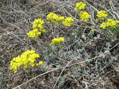 Odontarrhena obovata