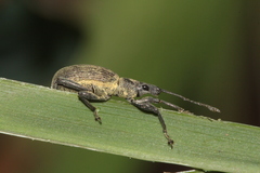 Peritelini