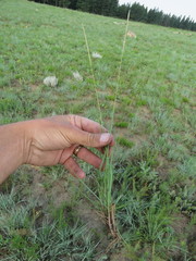 Digitaria monodactyla