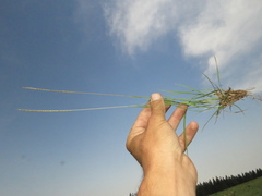 Digitaria monodactyla