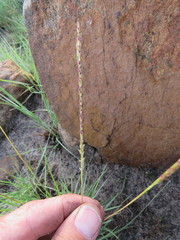 Digitaria monodactyla