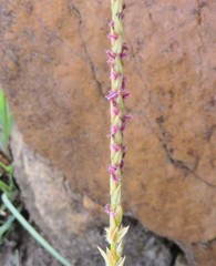 Digitaria monodactyla