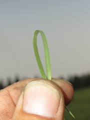 Digitaria monodactyla