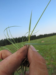 Digitaria monodactyla
