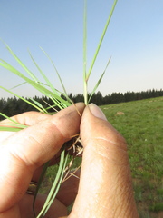 Digitaria monodactyla