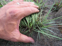 Digitaria monodactyla