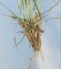 Digitaria monodactyla