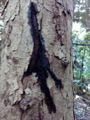 Metopium brownei