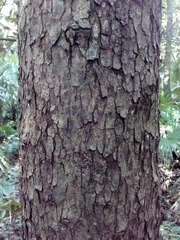 Metopium brownei