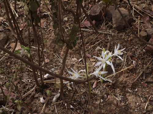 Pancratium triflorum (Pancratium triflorum)