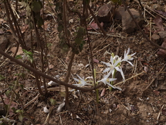 Pancratium triflorum