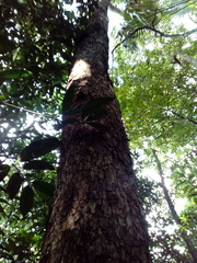 Metopium brownei
