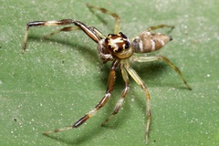 Noegus