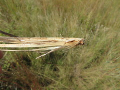 Schizachyrium sanguineum