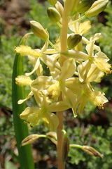 Bulbine praemorsa