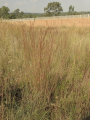Schizachyrium sanguineum