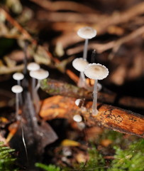 Roridomyces austrororidus