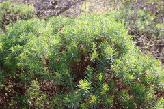 Olearia glutinosa