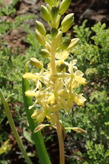 Bulbine praemorsa
