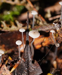 Roridomyces austrororidus