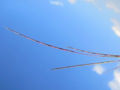 Schizachyrium sanguineum