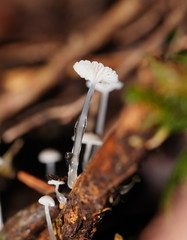 Roridomyces austrororidus