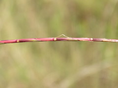 Schizachyrium sanguineum