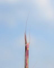 Schizachyrium sanguineum