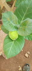 Calotropis procera