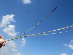 Schizachyrium sanguineum