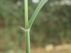 Schizachyrium sanguineum