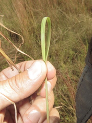 Schizachyrium sanguineum