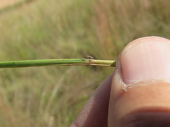 Schizachyrium sanguineum