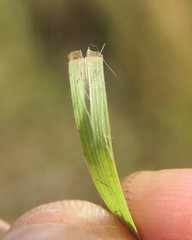Schizachyrium sanguineum