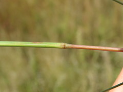 Schizachyrium sanguineum